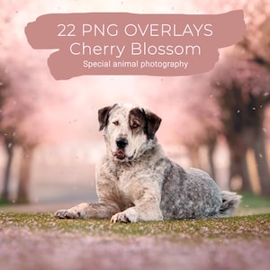 22 Cherry Blossom PNG Overlays - Spring Effect for your Retouching - Cherry Blossom
