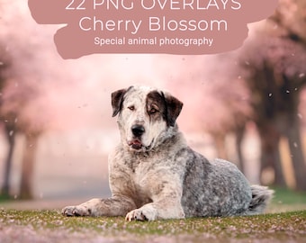 22 Cherry Blossom PNG Overlays - Spring Effect for your Retouching - Cherry Blossom