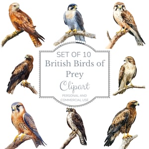 Könnte beinhalten: Set mit 10 digitalen Clipart-Bildern von britischen Greifvögeln. Die Bilder zeigen verschiedene Arten von Habichten, Falken und Eulen, die auf Ästen sitzen. Die Bilder sind im Aquarellstil gehalten und perfekt für Bastelprojekte, Scrapbooking und digitales Design.