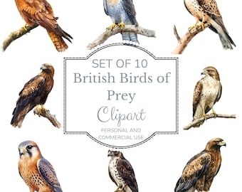 British Birds Of Prey Clip Art. Watercolour. Transparent image. Commercial Use. Craft supply
