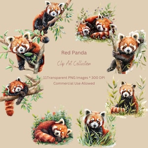 Illustraties rode panda. Aquarel. Hoge definitie. Commercieel gebruik. Transparante afbeelding