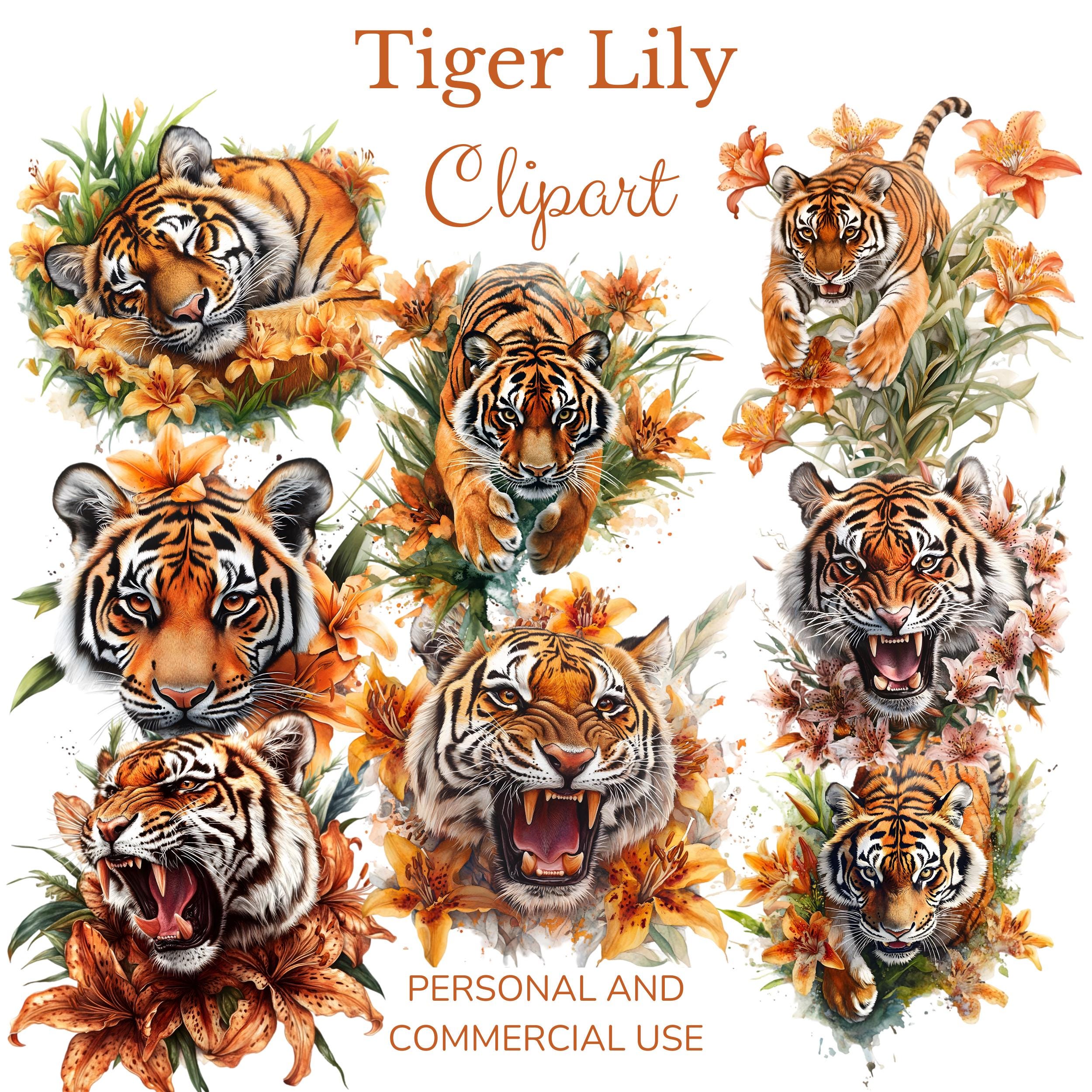 Tiger Lily Clipart. Watercolour, Transparent Image. Tigers. Florals,  Commercial Use. Craft Supply - Etsy Israel