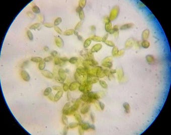 Levende Acutodesmus Obliquus-algencultuur