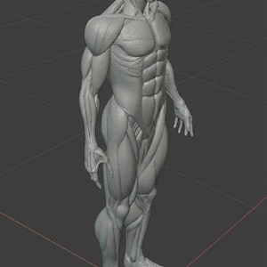 Anatomic Muscle 3D Model STL | Full Body Male Musculature | Medical, Fitness & Art Reference Torso