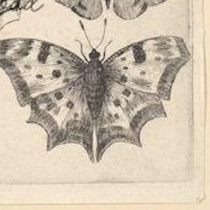 Download digitale Arte Quattro stampe artistiche a linee sottili Illustrazione di insetti vintage Stampa artistica del 1600 File d&#39;arte del museo Illustrazione antica Arte di insetti Insetti