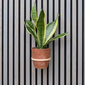 Op de afbeelding: Een kamerplant met groen-gele gestreepte bladeren in een bruine pot met een lichtgekleurde ring. De achtergrond is een verticaal houten paneel met afwisselend zwarte en grijze strepen.