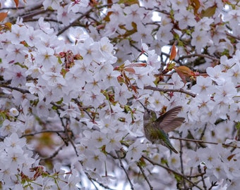 Anna's hummingbird in front of flowers