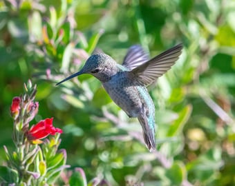 Colibri d'Anna près d'une fleur