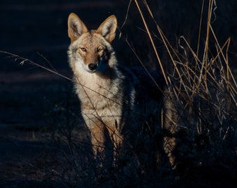 Coyote sous le soleil déclinant