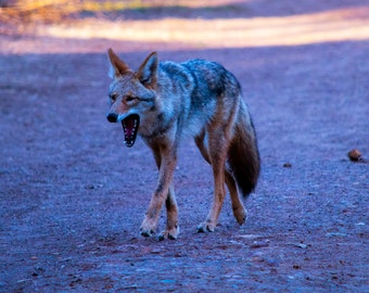 Coyote au crépuscule
