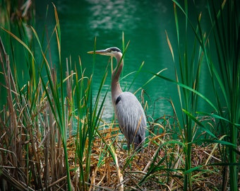 Great blue heron in reeds