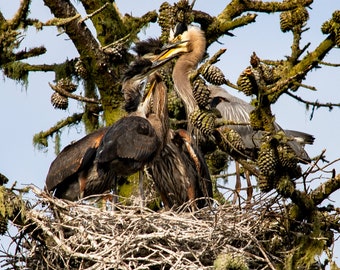 Great blue heron feeding offspring