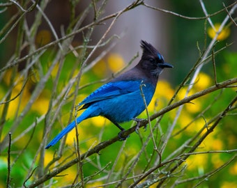 Steller's Jay in front of flowers