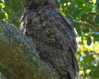 Grand-duc d'Amérique dans un arbre