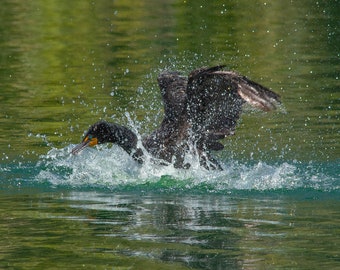 Kormoran mit Doppelhaube beim Baden