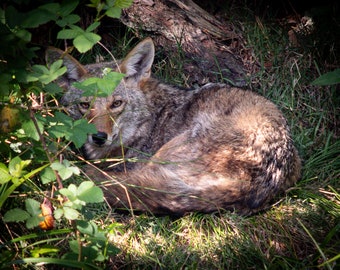Coyote waking up from a nap
