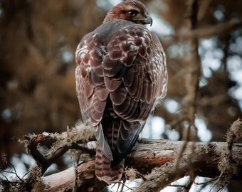 Red-tailed Hawk on branch