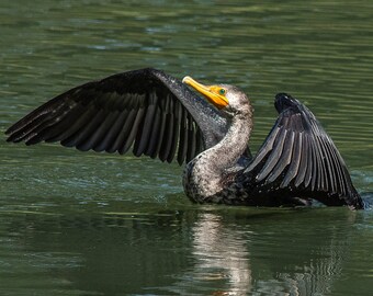 Doppelhaubenkormoran trocknet seine Flügel