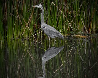 Great blue heron with reflection