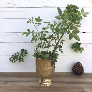 Könnte beinhalten: Ein goldfarbener, verzierter urnenförmiger Pflanztopf mit geriffeltem Design, gefüllt mit grünen, belaubten Pflanzen. Der Pflanztopf steht auf einer Holzoberfläche vor einem weiß gestrichenen Holzplanken-Hintergrund. Ein Tannenzapfen liegt in der Nähe.