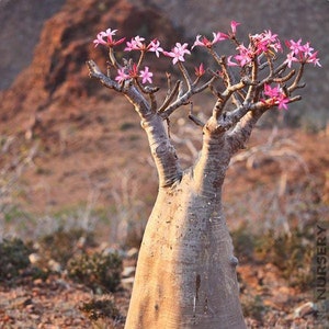10 x Adenium Obesum Seed Desert Rose Plant, Exotic Succulent Seeds, Gardening Gift, Unique Plant Seeds, Plant Lover Gift, Caudex