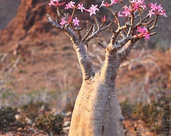 10 x Adenium Obesum Seed Desert Rose Plant, Exotic Succulent Seeds, Gardening Gift, Unique Plant Seeds, Plant Lover Gift, Caudex