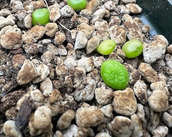 Pseudolithos Cubiformis Seeds - 5 count