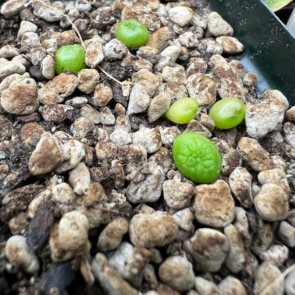 Pseudolithos Cubiformis Seeds - 5 count