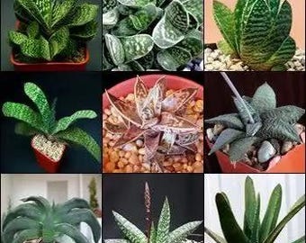 25x Gasteria Hybrid Succulent seeds, Plant Mix Collection, Indoor Plants, Home Decor, Easy Maintenance, Gift for Plant Lovers
