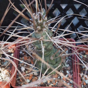 10x Pine Cone Cactus Seeds, Tephrocactus articulatus var. syringacanthus , Rare Seeds, Succulent Seeds, Plant Enthusiast Gift, Desert Plant