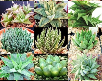 25x Haworthia Hybrid Seeds, Unique Succulent Seeds, Rare Plant Seeds, DIY Garden Kit, Collectible Plant Seeds, Succulent Grow Kit, Exotic