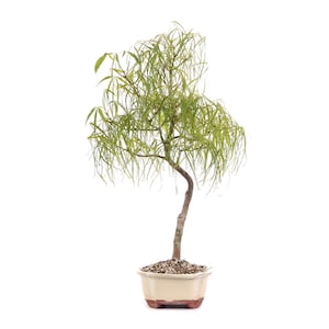 10x Japanese Maple Seeds, Acer palmatum Koto-no-ito, Botanical Seed, Rare Garden Seed, Maple for Bonsai, Exotic Planting
