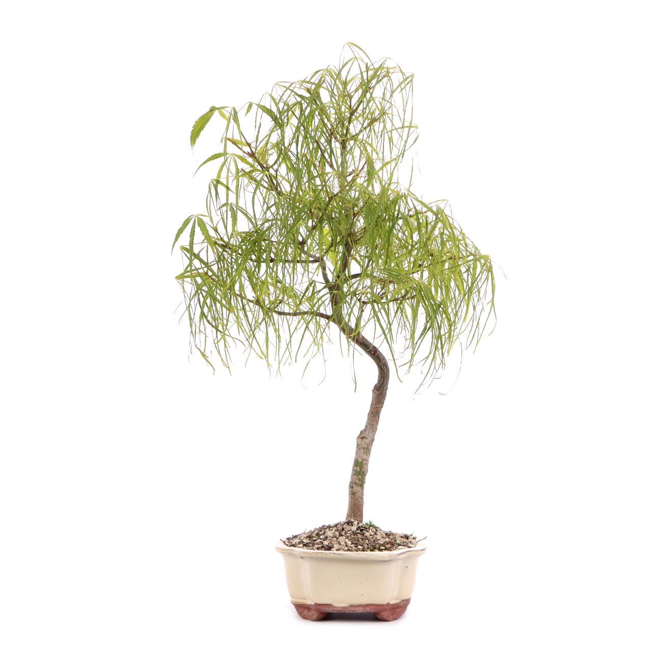 10x Japanese Maple Seeds, Acer Palmatum Koto-no-ito, Botanical Seed, Rare  Garden Seed, Maple for Bonsai, Exotic Planting - Etsy