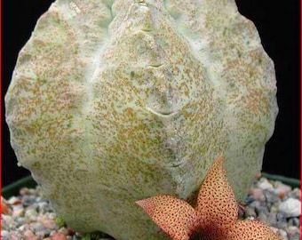 5x Extremely Rare Stapeliad Seeds, Whitesloanea Crassa, Unique Succulent Seeds, Nature Lover Gift, Plant Collector's Dream