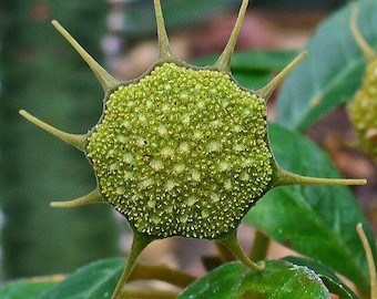 10x Dorstenia Foetida Seeds. Caudex plant, very easy to germinate.