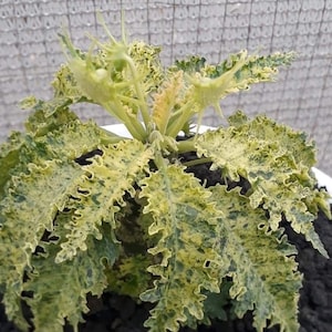 10x Variegated Dorstenia Horwoodii Seeds, Rare Hybrid, Exotic Seed Collection, Unique Garden Plant Seeds, Plant Lover Gift
