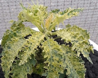 10x Variegated Dorstenia Horwoodii Seeds, Rare Hybrid, Exotic Seed Collection, Unique Garden Plant Seeds, Plant Lover Gift