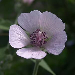 50x Marshmallow Herb Seeds, Althaea Officinalis Plant, Gardening Seeds, Heirloom Medicinal Seeds, Herbal Garden, Natural Remedy