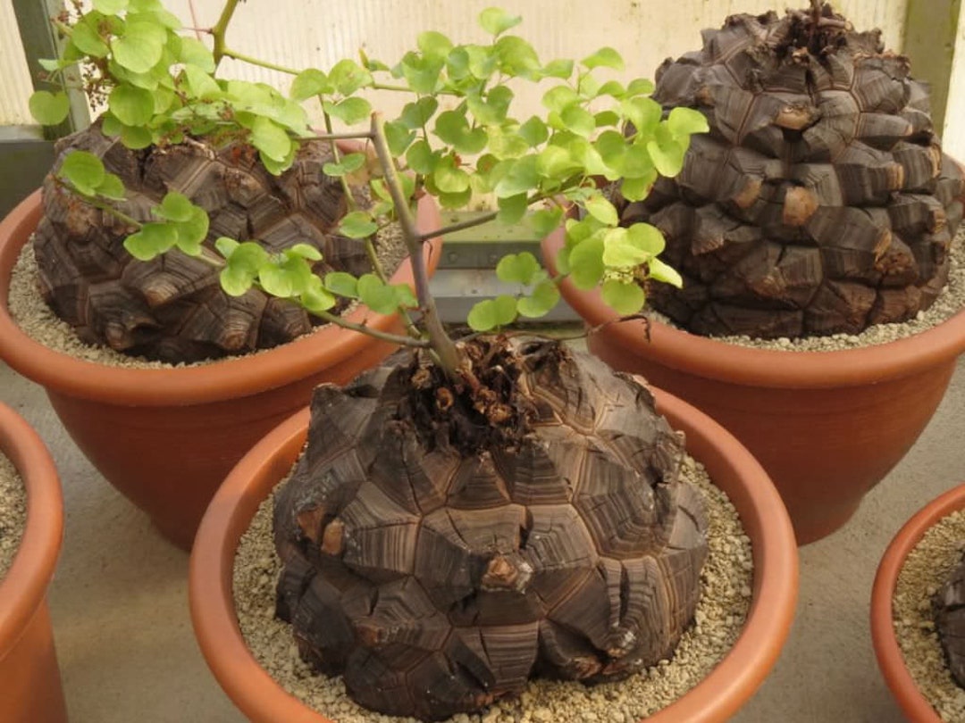 Dioscorea Elephantipes - 5 Seeds - Etsy