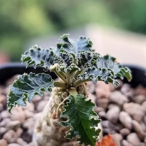 10x Rare Dorstenia horwoodii Seeds, Unique Gardening Gift, Succulent Enthusiast, Exotic Plant Seeds, Collector’s Treasure