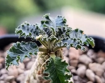 10x Rare Dorstenia horwoodii Seeds, Unique Gardening Gift, Succulent Enthusiast, Exotic Plant Seeds, Collector’s Treasure