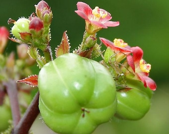 30x Jatropha gossypiifolia seed, Tua Tua, Bellyache Bush, tropical tree seeds.