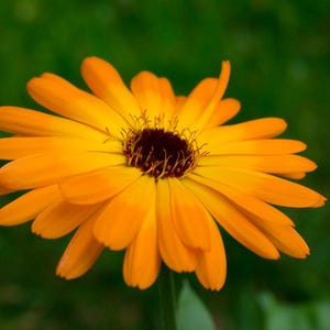 50x Calendula Officinalis Seeds &quot;Pacific Beauty&quot;, Pollinator Friendly, Gardening Seeds, Annual Flower Seeds, Annual Seeds, Flower Lover