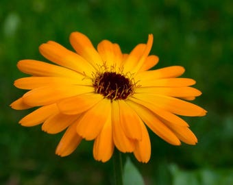 50x Calendula Officinalis Seeds "Pacific Beauty", Pollinator Friendly, Gardening Seeds, Annual Flower Seeds, Annual Seeds, Flower Lover