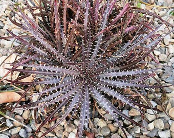 Dyckia fosteriana – 20 Seeds