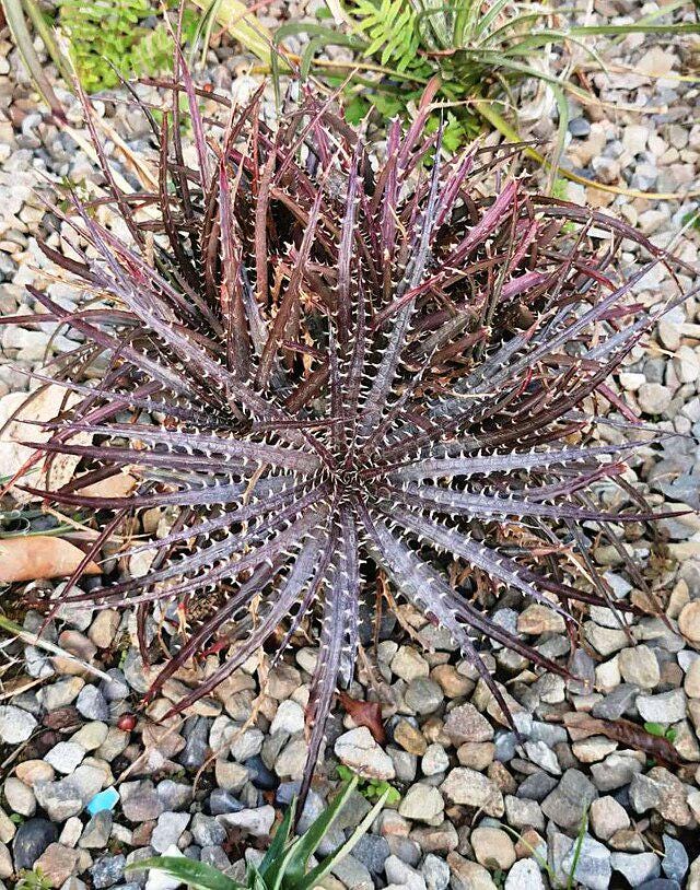 Dyckia - Etsy