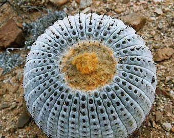10x Copiapoa columna-alba Seeds, Desert Plant Seeds, Cactus Seeds, Succulent Seeds, Rare Plant, Gardening Gift, Collector's Item