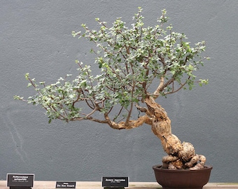 10 Seeds Bursera fagaroides (Fragrant Bursera / Elephant Tree)