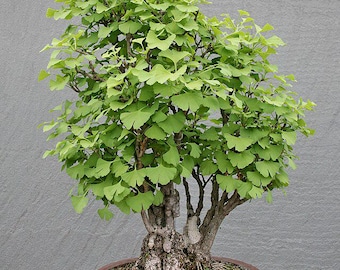 10 Seeds Ginkgo biloba (Maidenhair Tree) – Bonsai