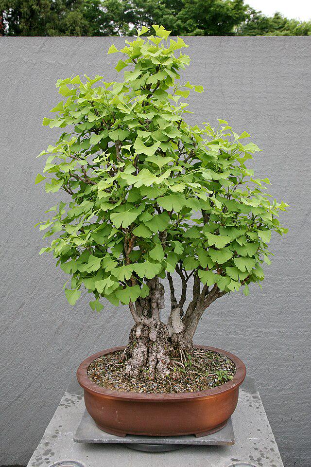 Ginkgo Bonsai - Etsy